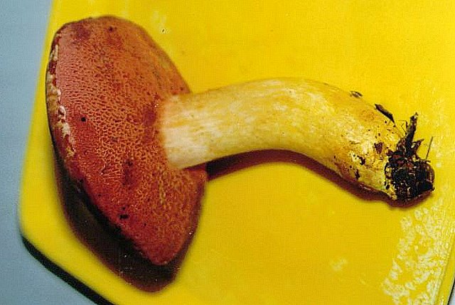 Suillus tridentinus.